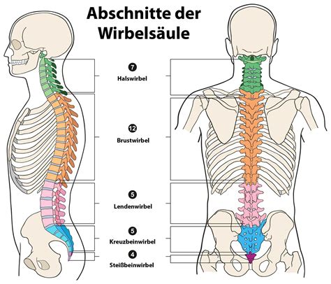 englisch wirbelsäule|wirbelsäule.